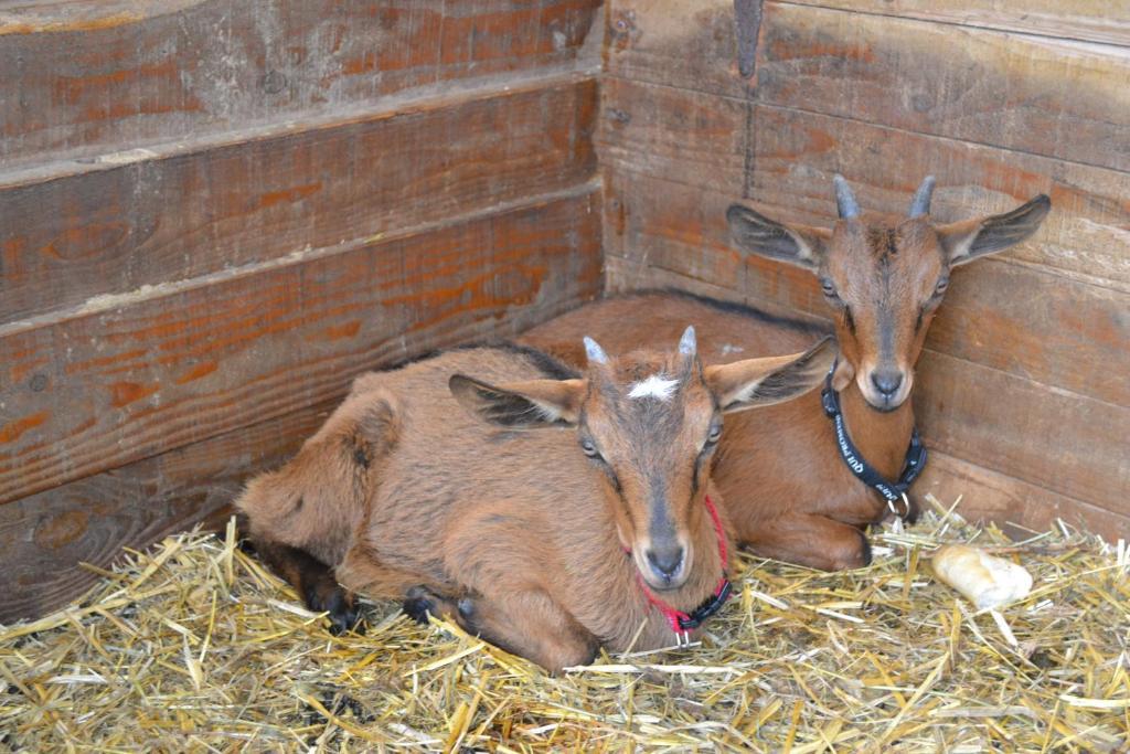 Gite La Gernelle Bouillon Bagian luar foto